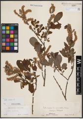 Foto von Salix cinerea L.